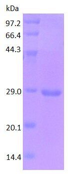 Apolipoprotein E protein