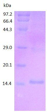 CD163SR1 protein