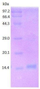 CD163SR7 protein