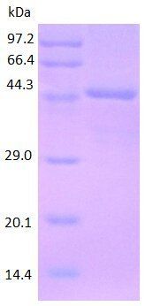 CLU protein