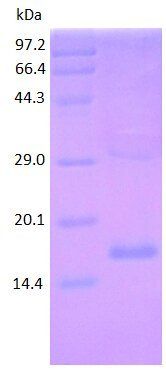 Cystatin C protein