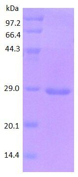 ICAM1 protein