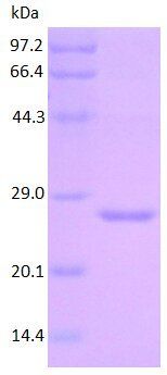 ORM1 protein