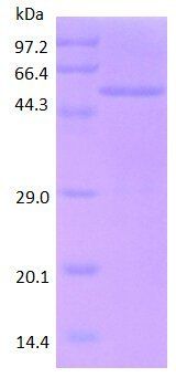 PEDF protein