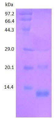 Transthyretin protein