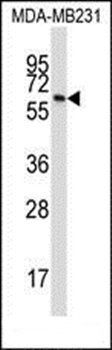BTN3A1 antibody