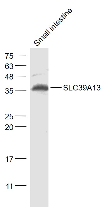 SLC39A13 antibody