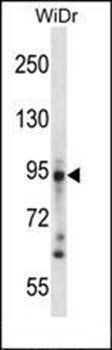 DSG3 antibody