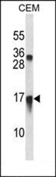CXCL11 antibody