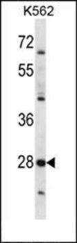 PRSS27 antibody