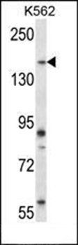 Mouse Sgk269 antibody