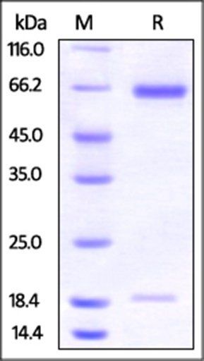 Hamster PCSK9 Protein