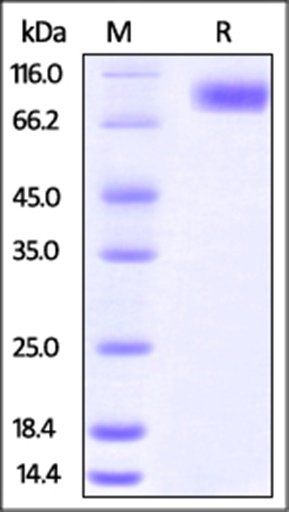 Human CD155 / PVR Protein