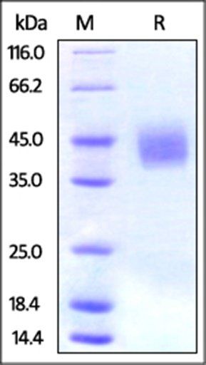 Human B7-H3 / CD276 Protein