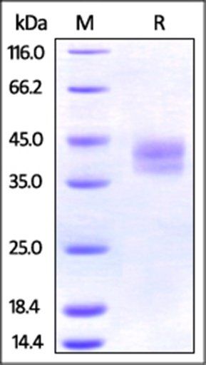 Mouse PD-L2 Protein, His Tag