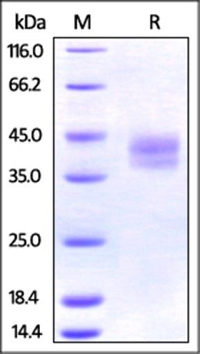 Mouse PD-L2 / B7-DC Protein