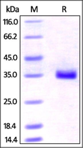 Human IGFBP-7 Protein