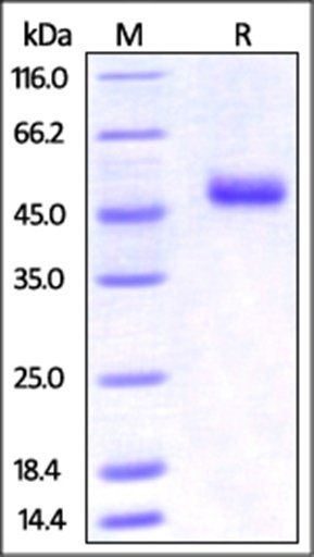Mouse OX40 Ligand / TNFSF4 Protein