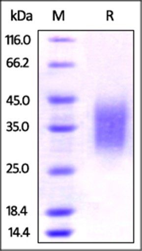 Rat PD-1 / PDCD1 Protein