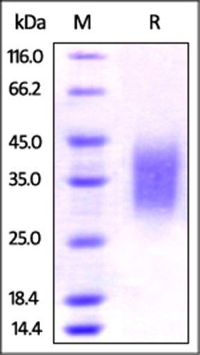 Rat PD-1 Protein, His Tag