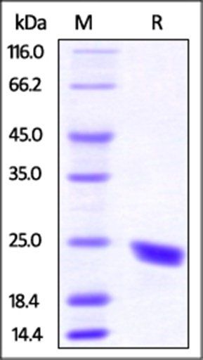 Mouse CD40 Ligand / TNFSF5 Protein