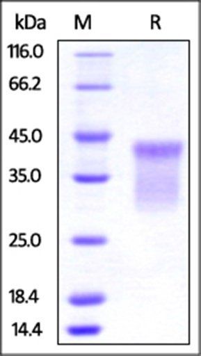Human HVEM / TNFRSF14 Protein