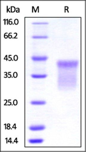 Human HVEM Protein, His Tag