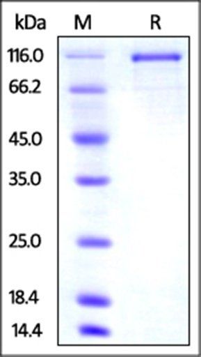 Mouse Transferrin R2 Protein, mFc Tag