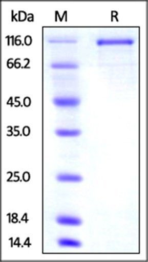 Mouse Transferrin R2 Protein