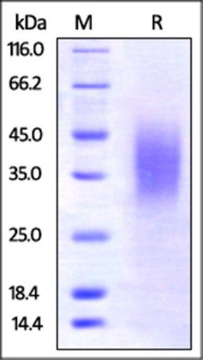 Mouse BTLA Protein, His Tag