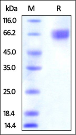 Human Nectin-3 / CD113 Protein