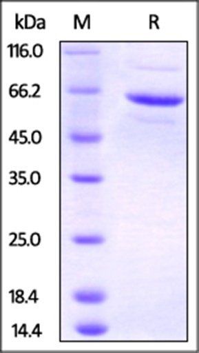 Human FKBP4 / FKBP52 Protein