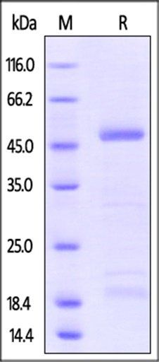 Zika virus NS1 Protein