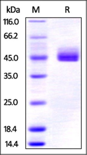 Human CD3E & CD3G Heterodimer Protein, Fc-His Tag & Fc-Flag Tag
