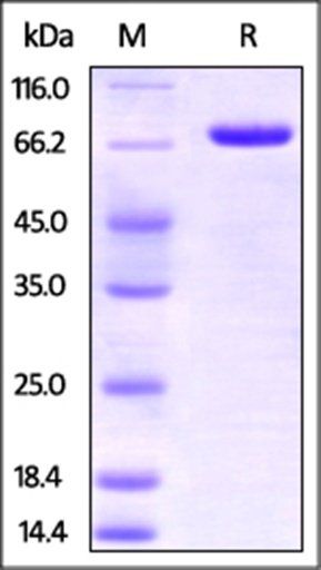 Human Nectin-2 / CD112 Protein