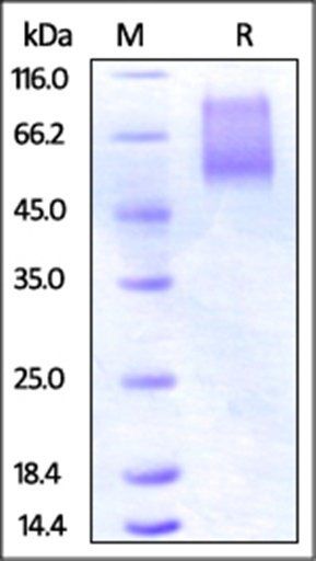 Human CX3CL1 / Fractalkine Protein