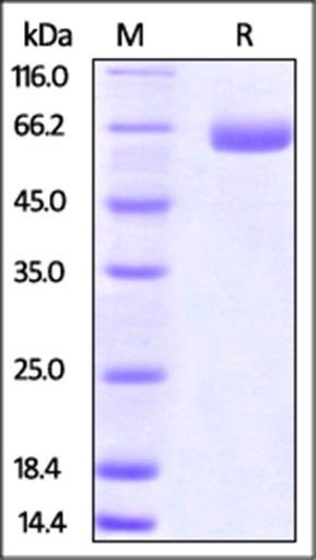 Mouse B7-H3 / CD276 Protein