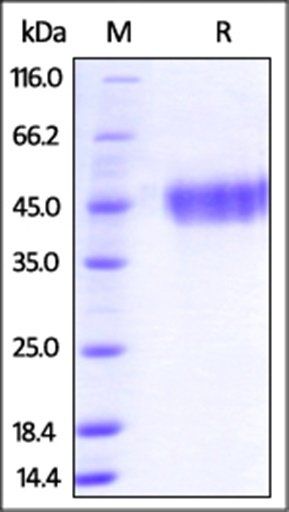 Human Galectin-9 / LGALS9 Protein