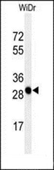 PAQR3 antibody