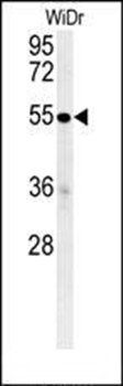 C4BPA antibody