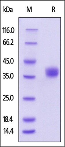 Human BTN1A1 / Butyrophilin Protein