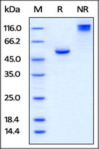 Human BTN3A1 / CD277 Protein