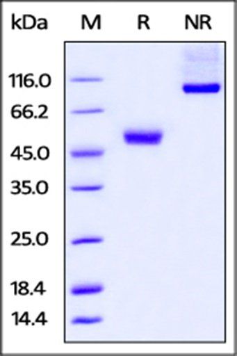 Human CTLA-4 / CD152 Protein
