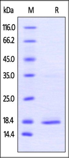 Human TNF-alpha Protein