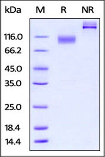 Mouse IL-23 R Protein
