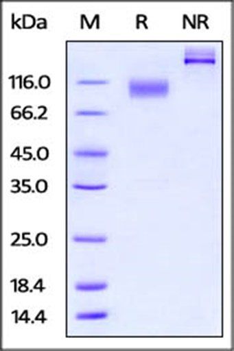 Mouse IL-23R Protein, Fc Tag
