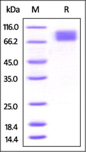 Mouse M-CSF R Protein, His Tag