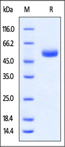 Rabbit CTLA-4 / CD152 Protein