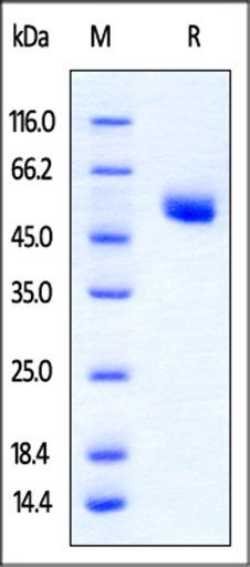 Rat CTLA-4 Protein, Fc Tag