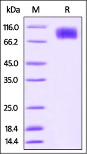 Cynomolgus M-CSF R Protein, His Tag